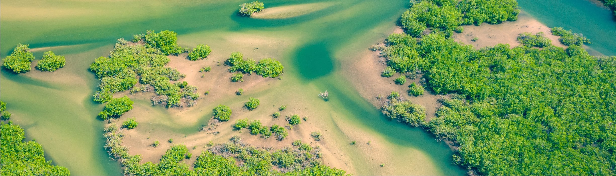 Mangrove carbon offset